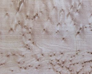 Birdseye Maple Figured Wood