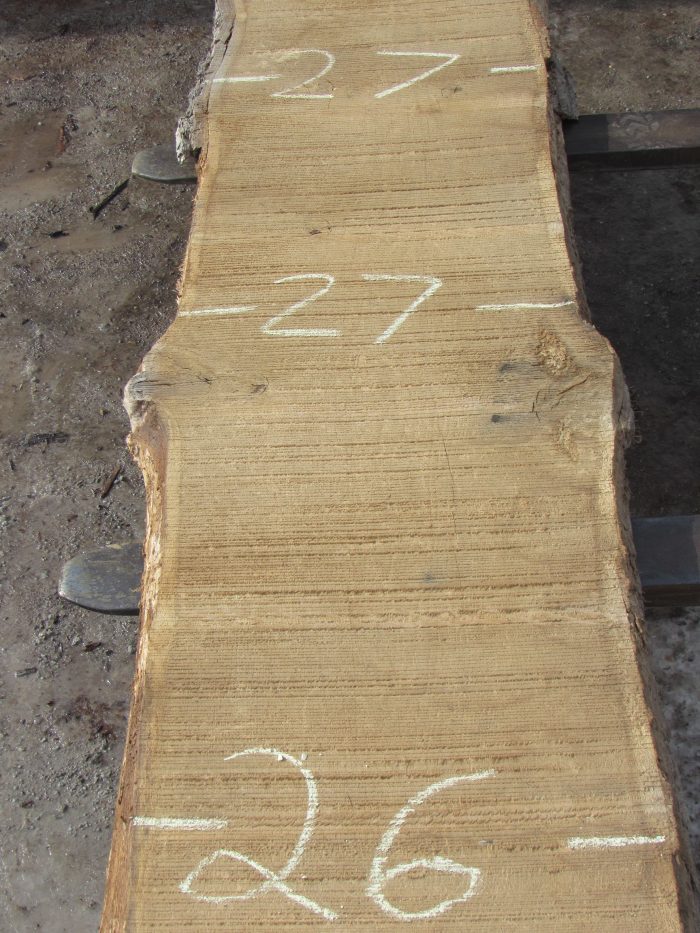 Red Oak Live Edge Slab 150G for sale